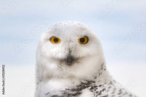 Snowy Owl face extreme close up portrait © Jean Landry