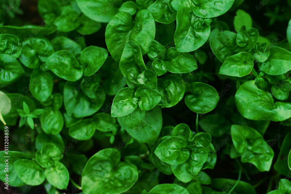 Fresh Watercress in Vegetable garden on background. Fresh Watercress in Vegetable garden on background.