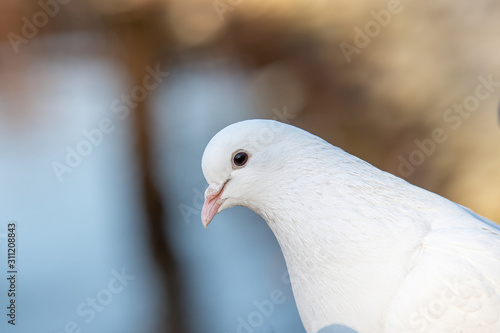 White pigeon. Beautiful pigeon close up. City birds. © popovj2