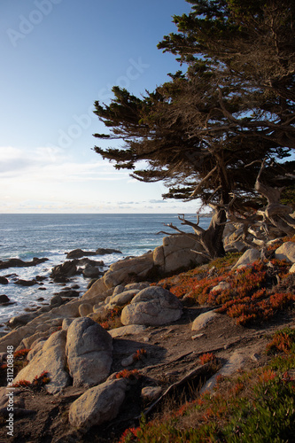 Ghost pines at 17 Mile Drive Pescadero Point Monterey County California
