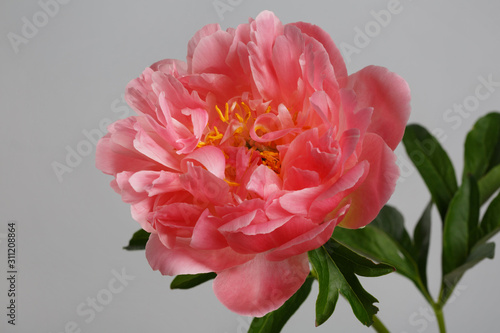 Beautiful coral color peony flower isolated on gray background.