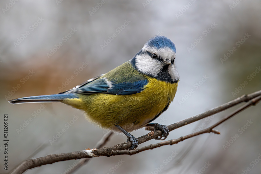Fototapeta premium Blue tit (Parus caeruleus) resting on tree branch