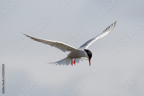 Close up of Arctic tern (Sterna paradisaea) in nature.