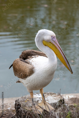 Pink Pelican (Pelecanus onocrotalus) in the wild.Disappearing species of feathered animals.