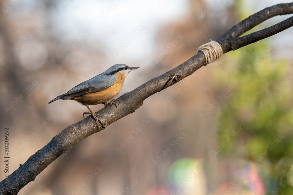 Eurasian Nuthatch Sitta europaea sitting on a tree branch. Eurasian Nuthatch Sitta europaea sitting on a tree branch.
