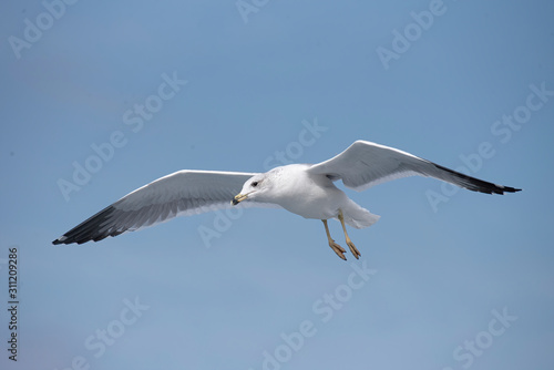 Armenian gull (Larus armenicus) in flight over blue sky