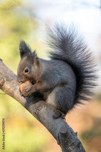 Eastern gray squirrel (Sciurus carolinensis) eating on tree trunk. Selective focus