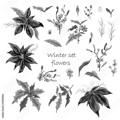 Set of winter flowers (poinsettia, white mistletoe, Holly) isolated on a white background. realistic hand-drawn doodles, colorful ornaments, decorations for seasonal cards, posters, advertising. 