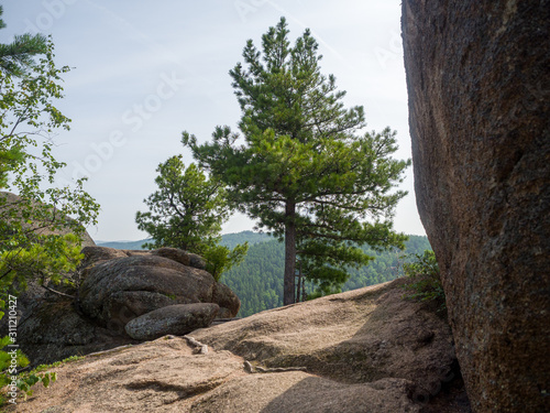 Siberian cedars grow on the rocks. Summer sunny day