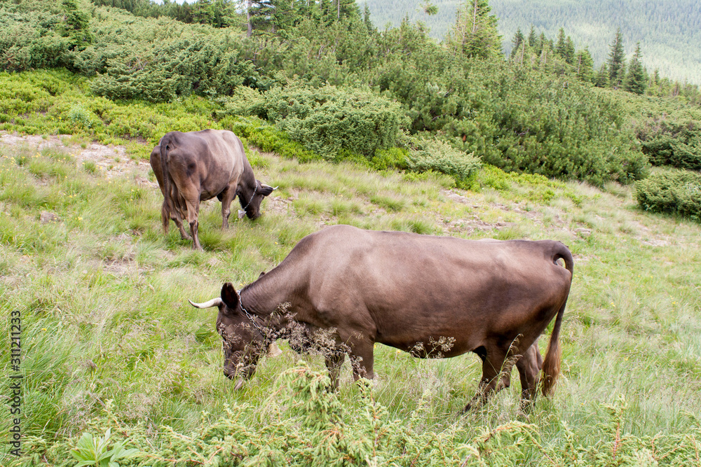 brown cow on Goverla Mountain on a summer sunny day, Carpathians, Ukraine brown cow on Goverla Mountain on a summer sunny day, Carpathians, Ukraine