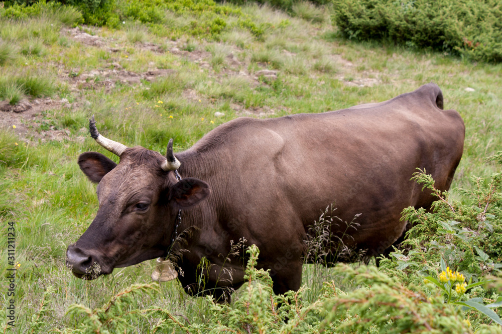 brown cow on Goverla Mountain on a summer sunny day, Carpathians, Ukraine brown cow on Goverla Mountain on a summer sunny day, Carpathians, Ukraine