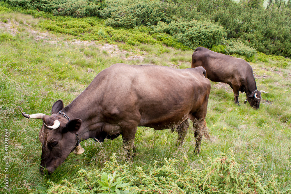 brown cow on Goverla Mountain on a summer sunny day, Carpathians, Ukraine
