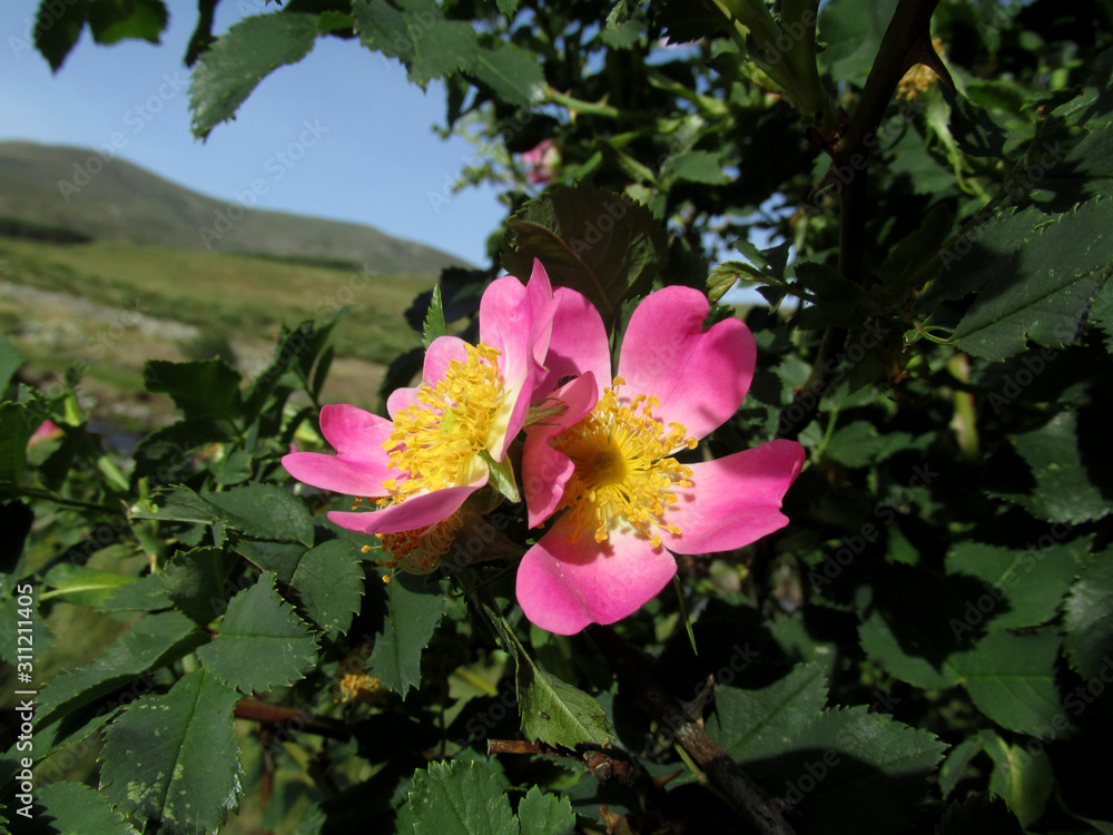 flor natural flora campo