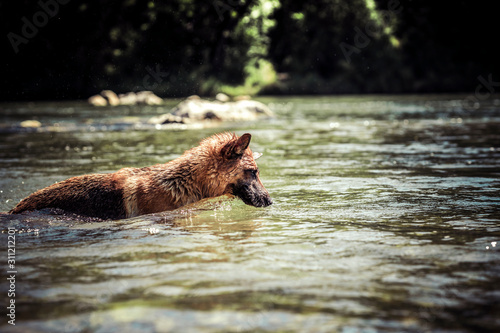 Glücklicher Schäferhund spielt am Wasser