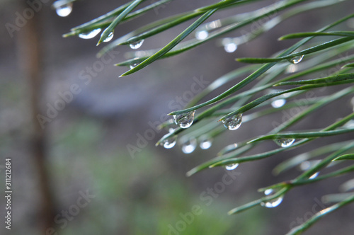Rain drops on pine needles