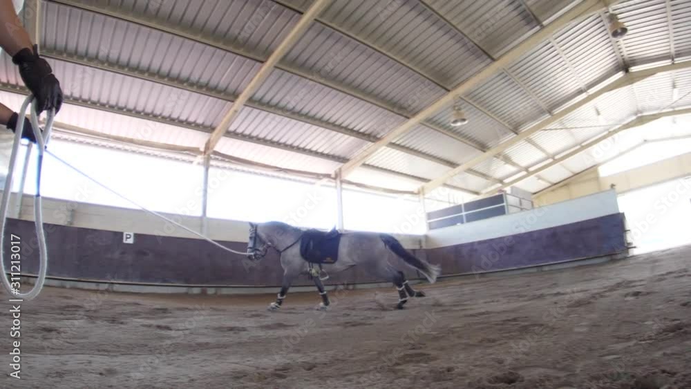 equine training horse indoor slow motion equine training horse indoor slow motion