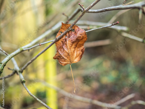 HEDGEROW 