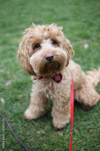 Labradoodle in the park © Clarity
