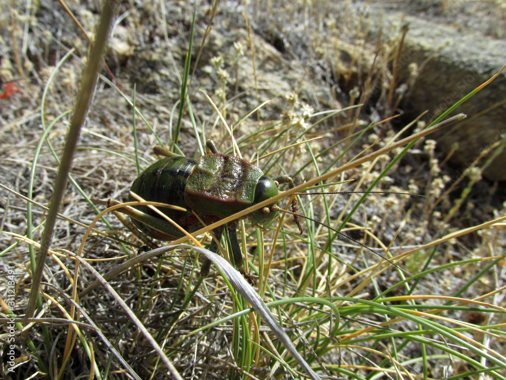 insecto verde macro campo naturaleza insecto verde macro campo naturaleza