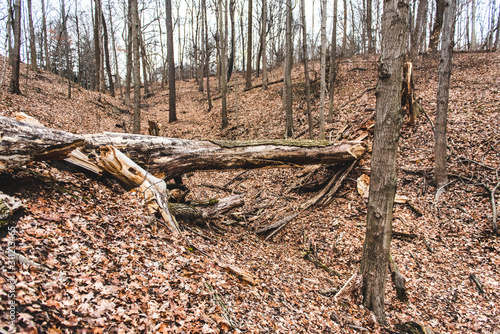 A fallen tree lays in the forest in a nature park in Indianapolis