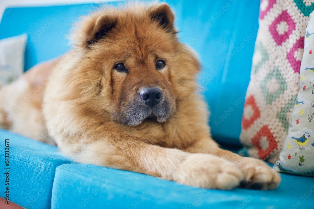 Adorable sweet red Chow chow dog on blue couch Stock Photo Adobe
