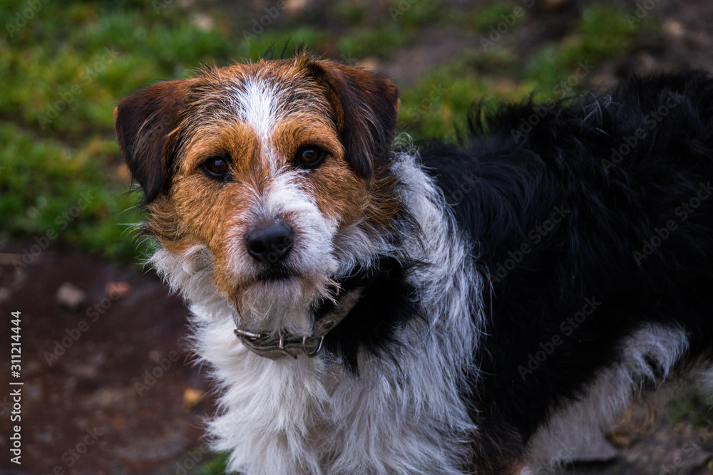 Cross breed dog standing and looking at the camera Cross breed dog standing and looking at the camera