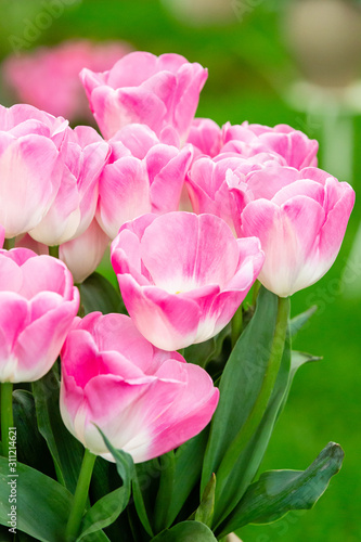 Pink and White variegated Tulips