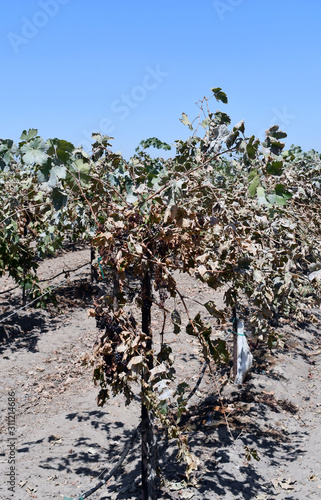 Grape vineyard dining with fruit on the vines