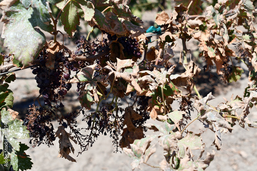 Grapes shriveled up on plants