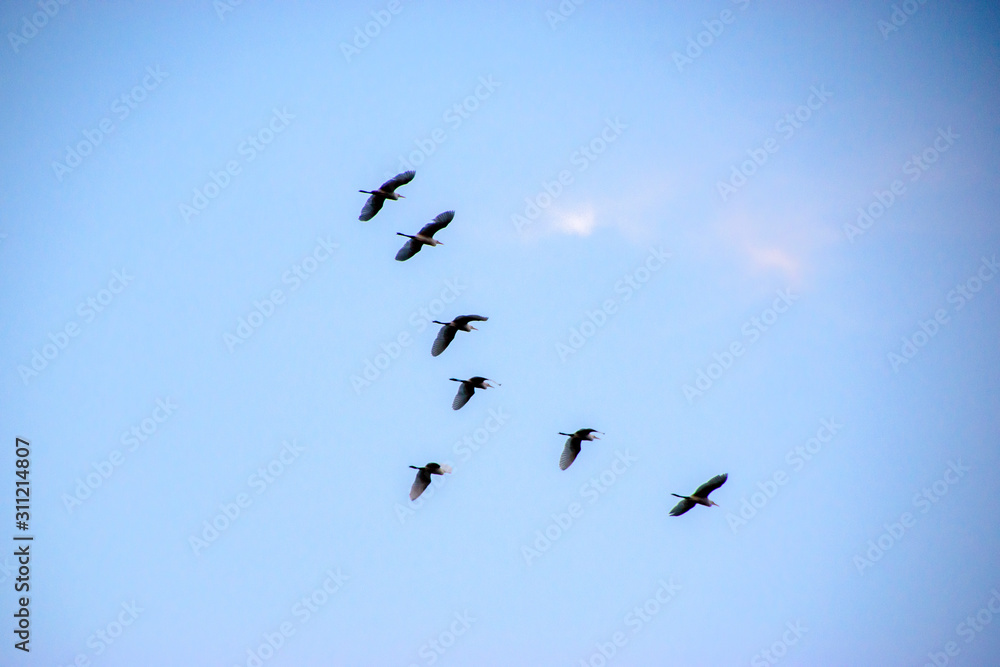 flock of birds flying forming line alignment in blue sky