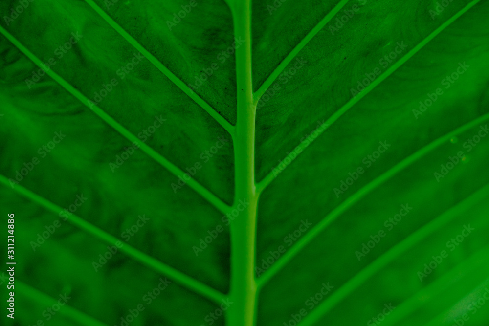 Close photo of green leaf pattern Close photo of green leaf pattern