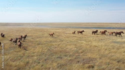 Mustangs. Reserve Rostov, Russia. Aerial view