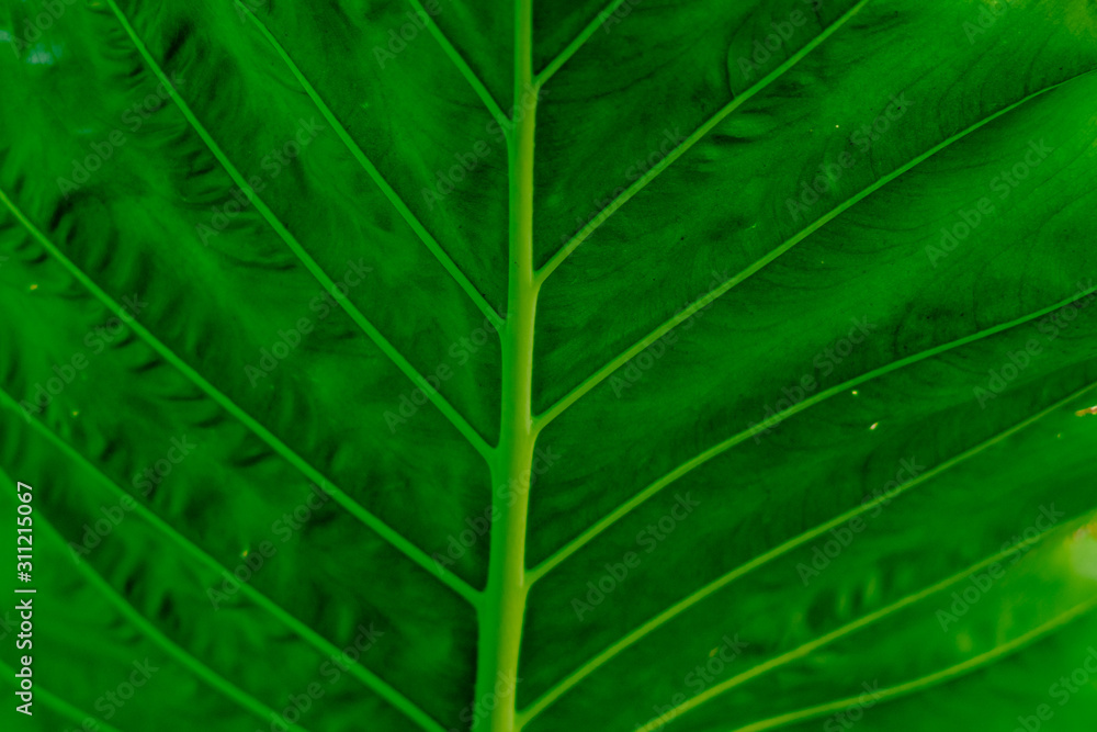 Close photo of green leaf pattern Close photo of green leaf pattern