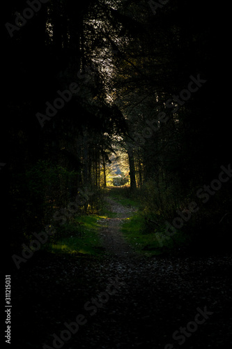 Forest track leading towards bright opening