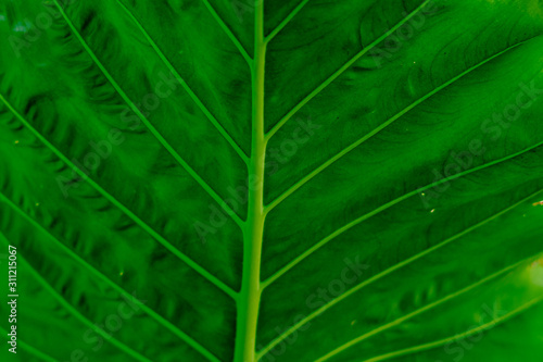 Close photo of green leaf pattern