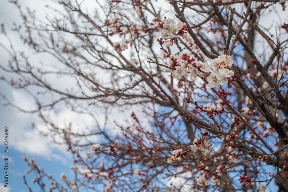 Blossom flowers and branches of a tree Blossom flowers and branches of a tree