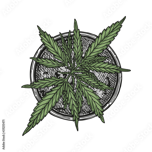 Cannabis plant in a flower pot, view from above.Hand drawn image isolated on white background. Linear sketch of marijuana branch. Vector artwork hemp plant with black outline. Design element.