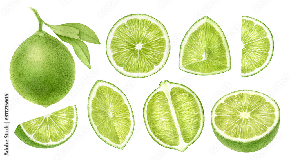 Lime fruits whole, half, slice, cut isolated on white background.Top view, side view exotic citrus. Halthy food digital clip art.Watercolor illustration. Lime fruits whole, half, slice, cut isolated on white background.Top view, side view exotic citrus. Halthy food digital clip art.Watercolor illustration.