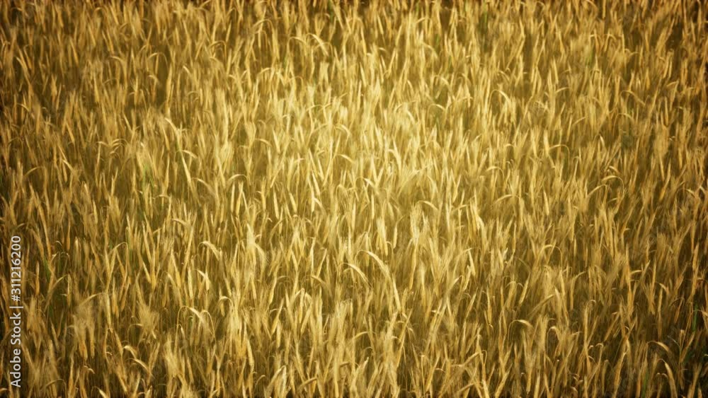 Ripe yellow rye field under beautiful summer sunset sky with clouds Ripe yellow rye field under beautiful summer sunset sky with clouds