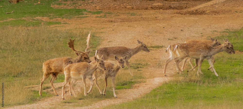 Naklejka premium fallow deer in a forest of Cantabria, Spain