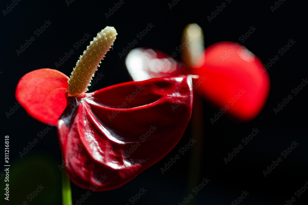 23 Images Photos Et Illustrations Vectorielles Stock Appropriees Sur Le Theme Langue De Feu Adobe Stock 23 Images Photos Et Illustrations Vectorielles Stock Appropriees Sur Le Theme Langue De Feu Adobe Stock
