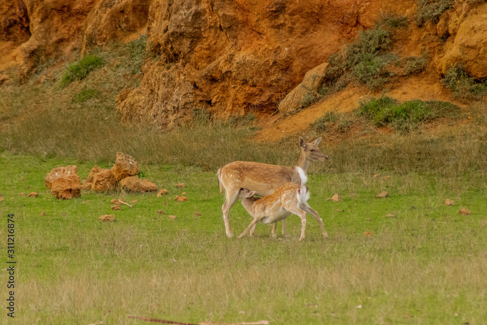 fallow deer in a forest of Cantabria, Spain fallow deer in a forest of Cantabria, Spain