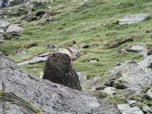 Steinbock im Hochgebirge der Hohen Tauern photo