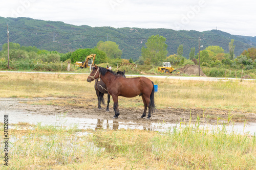Horse in a field © Aleksandar