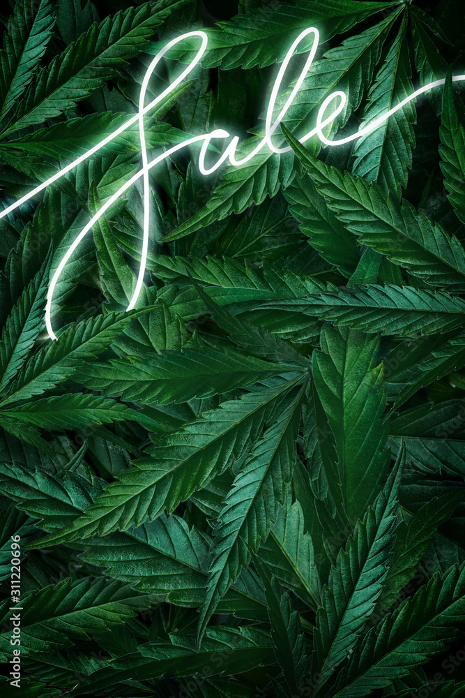 Fototapeta premium Creative background of cannabis leaves, marijuana and a neon sign Sale. Flat Lay Copy Space