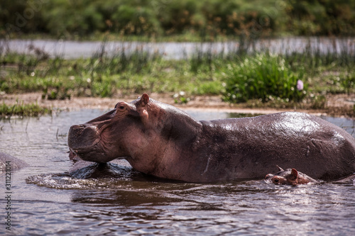 mother and baby hippos sitting in the water on the river Nile