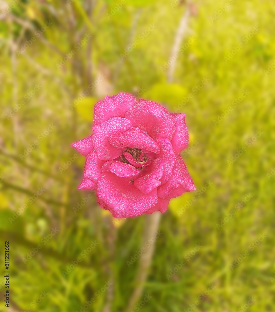 Obraz premium pink rose in the garden