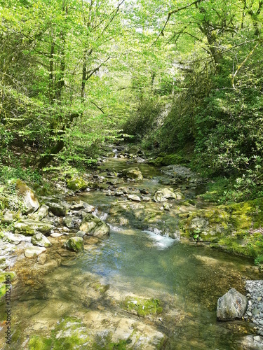 river in the forest