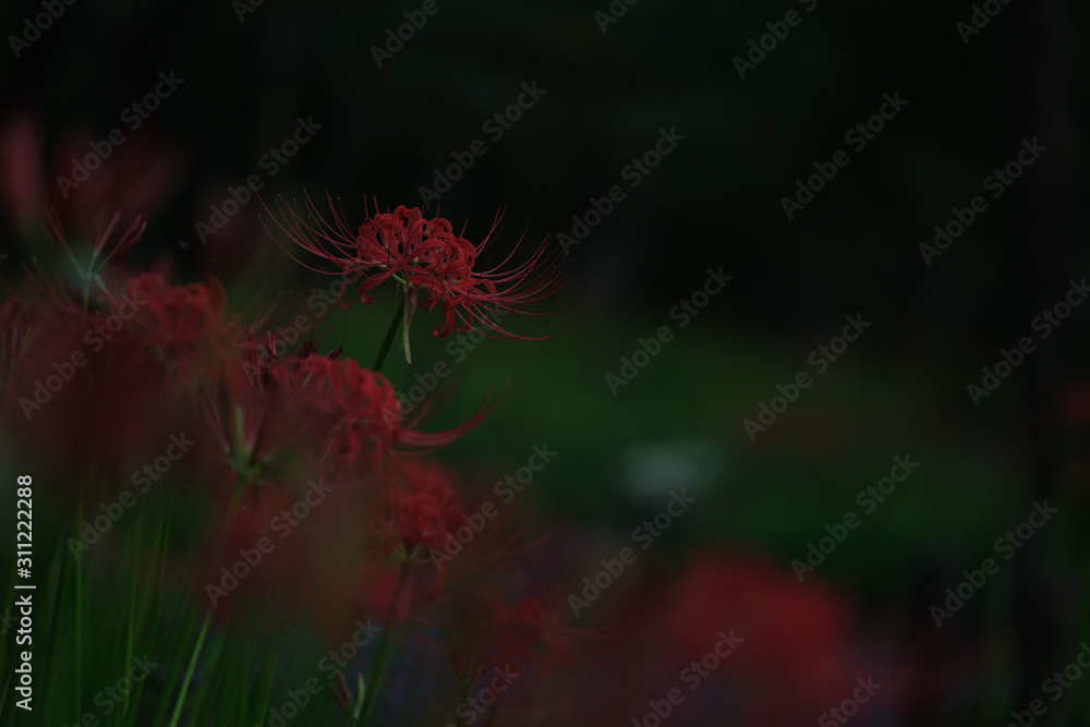 埼玉県・巾着田の曼珠沙華 埼玉県・巾着田の曼珠沙華