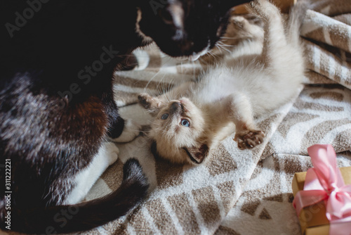 Mommy cat plays with her cute fluffy little kitten lying on a blanket. Maternal care and love of Pets